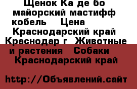 Щенок Ка де бо (майорский мастифф, кобель) › Цена ­ 4 000 - Краснодарский край, Краснодар г. Животные и растения » Собаки   . Краснодарский край